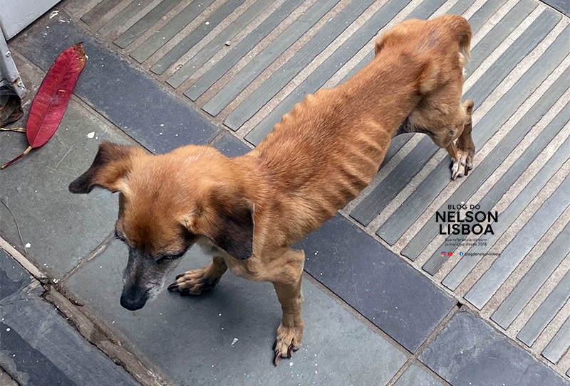 Leia mais sobre o artigo IMAGEM FORTE: cadela esquelética é resgatada no Jardim Bom Retiro em Salto