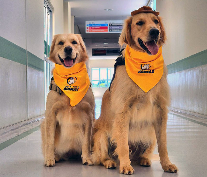 Pet Terapia é muito boa e auxilia pacientes em hospitais e casas de longa permanência (divulgação)