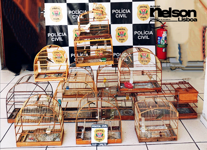 Leia mais sobre o artigo Caça ilegal: homem é preso pela Polícia Civil com 9 pássaros silvestres em Salto