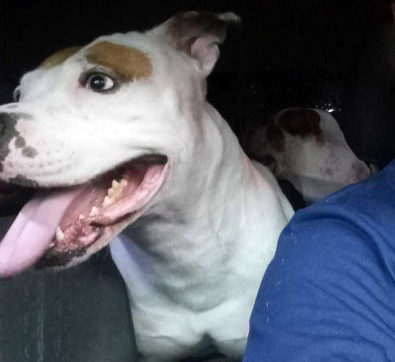 Leia mais sobre o artigo Família encontra vídeo que contradiz versão de ataque a guarda e lamenta execução do pitbull em Salto