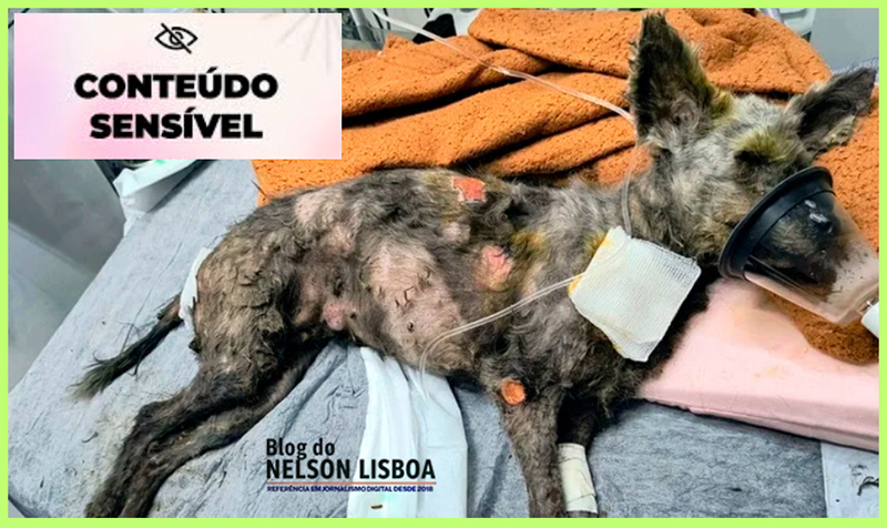 Leia mais sobre o artigo Brutalidade: poodle com muitos ferimentos, jogada para morrer em Salto, é resgatada no Porto Seguro