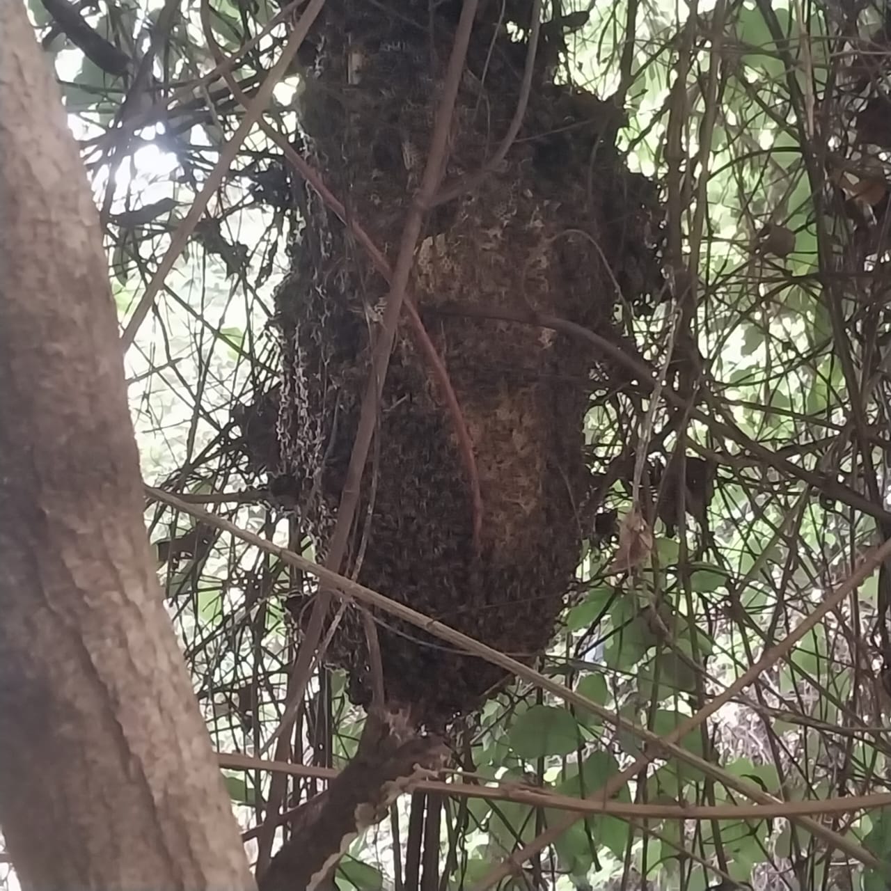 Leia mais sobre o artigo Idoso é atacado por abelhas e recebe mais de 1.500 picadas, indo parar na UTI em Salto