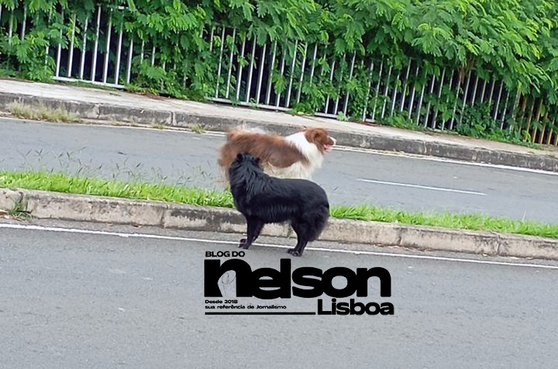 Salto vive colapso das políticas de proteção animal