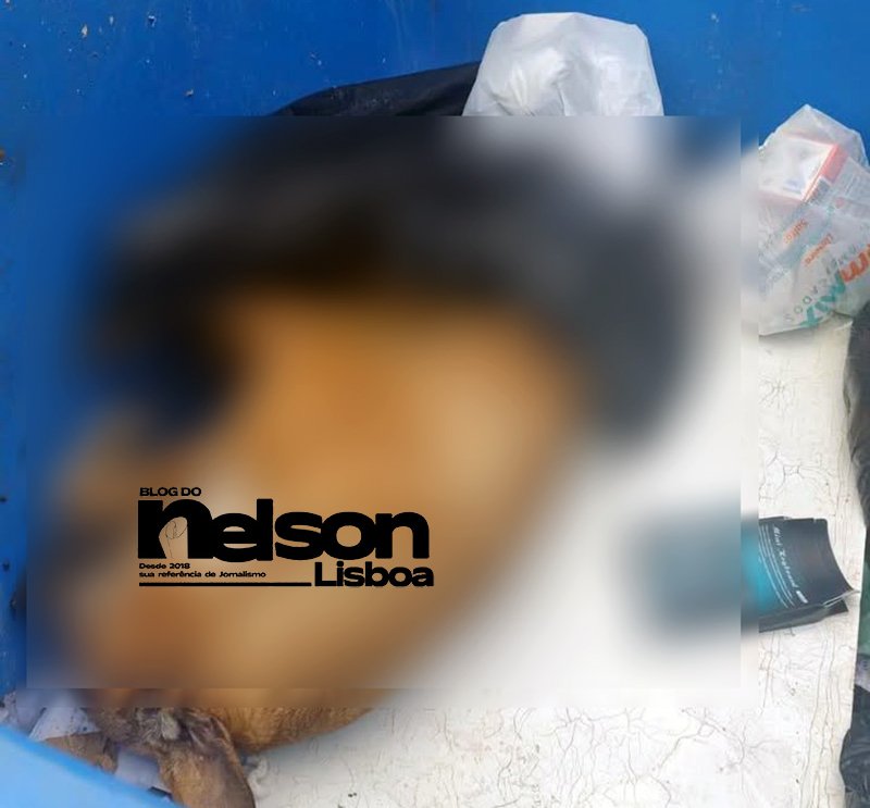 Política de Saúde e Proteção Animal de Salto