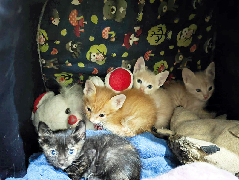 Salto vive colapso das políticas de proteção animal