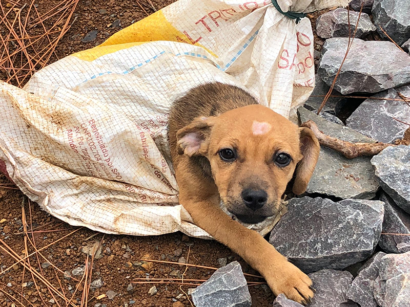abandono de animais em Salto