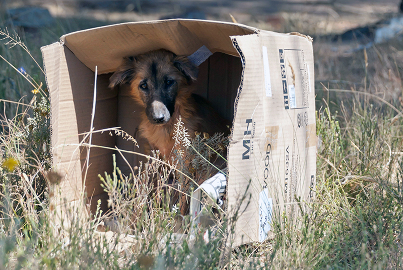 Leia mais sobre o artigo Geraldo publica decreto que prevê até R$ 50 mil de multas por maus tratos a animais