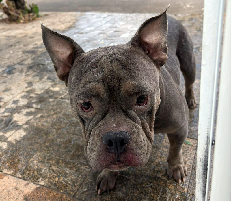 animal solto teria atacado outros cães no Jardim Planalto em Salto