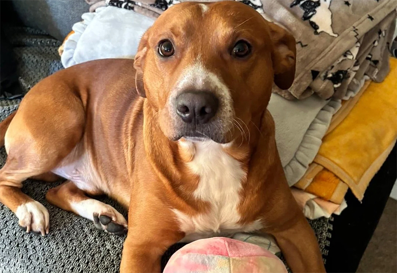 Leia mais sobre o artigo Cachorro da tragédia do Salto de São José era comunitário e vizinhos pediam seu recolhimento há tempos