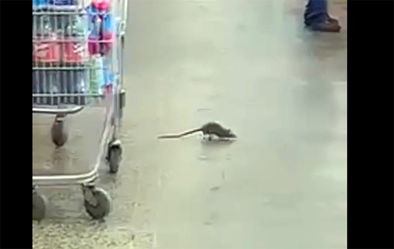 Leia mais sobre o artigo Consumidores voltam a filmar ratos em prateleiras e “passeando” pela área de caixas do Tenda em Salto