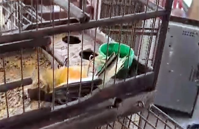 dono de imóvel com animais em péssimas condições será investigado por maus tratos