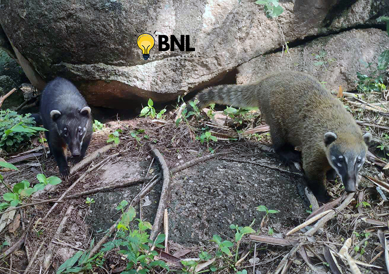 Quatis de Salto encantam mas são animais silvestres e trazem riscos aos humanos