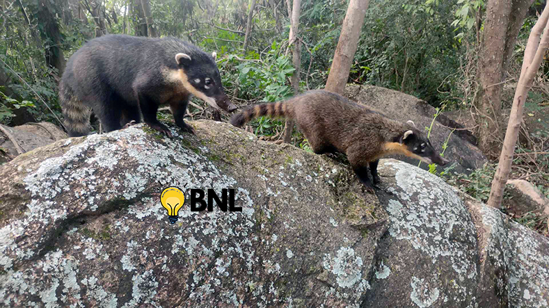 Leia mais sobre o artigo Bando de quatis segue “encantando” visitantes do Parque de Lavras e Monumento em Salto