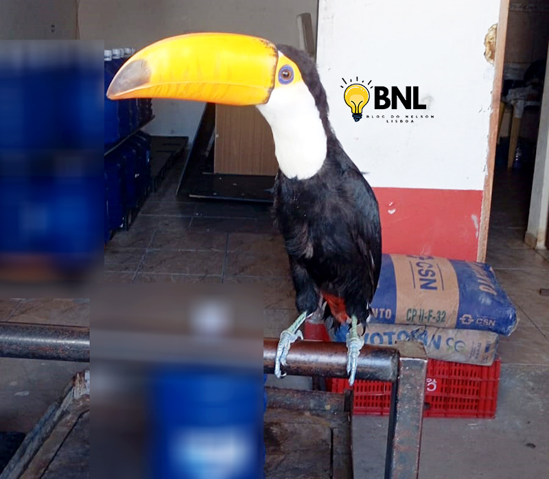Tucano era mantido como animal pet em local de homem buscado por violência doméstica em Salto