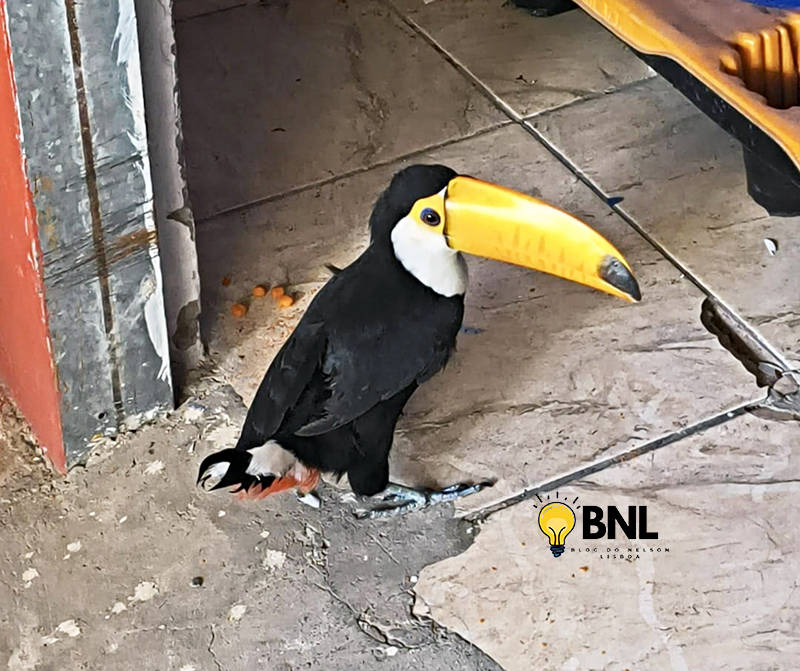 Leia mais sobre o artigo Civil e GCM apreendem tucano mantido como “pet” em loja de acusado por violência doméstica