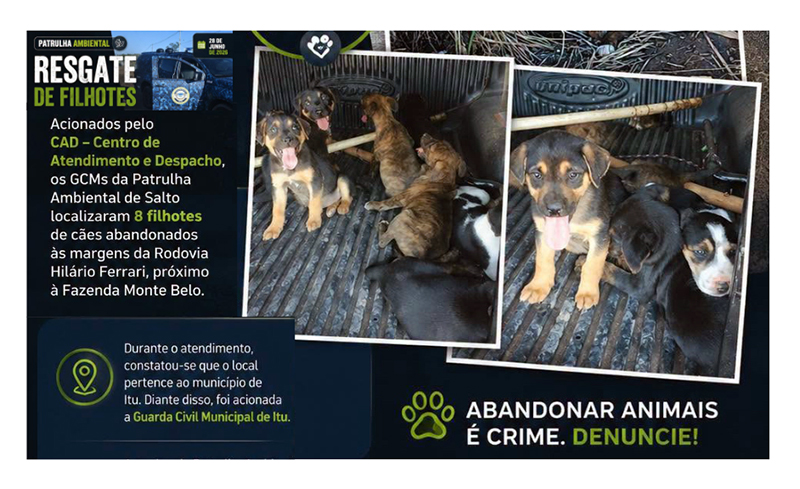 8 filhotes são abandonados em rodovia na divisa com Itu