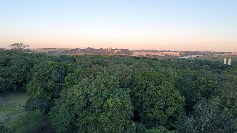 O que era a favela hoje é uma floresta em formação no Jardim das Nações