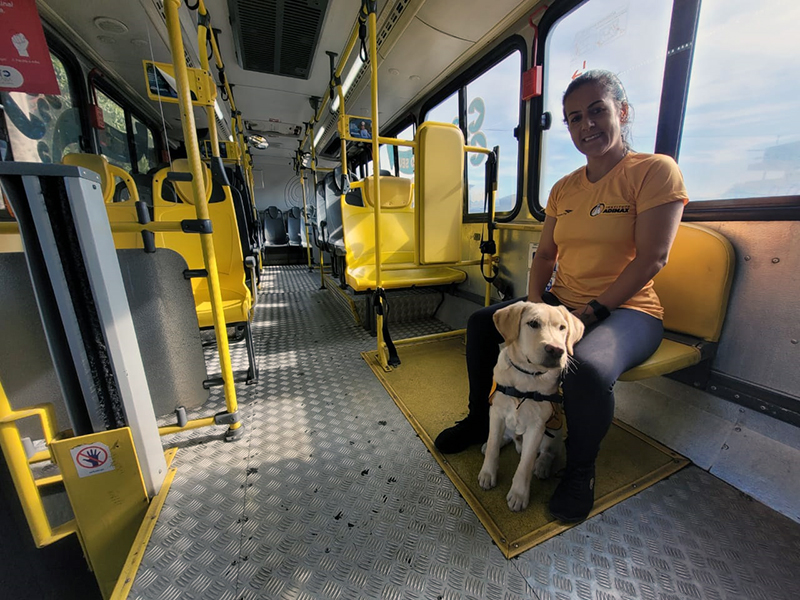 Parceria com BTR Sorocaba permite treinar cães-guias para agirem no transporte coletivo
